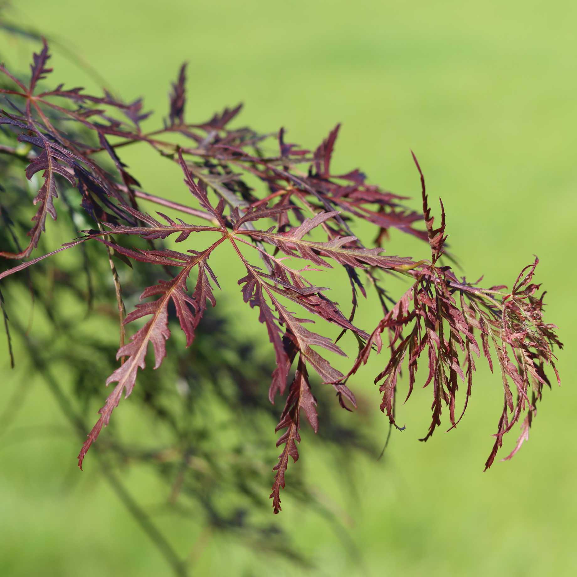 Japanese Maple Tree | Acer palmatum dissectum 'Tamukeyama' - Image 8