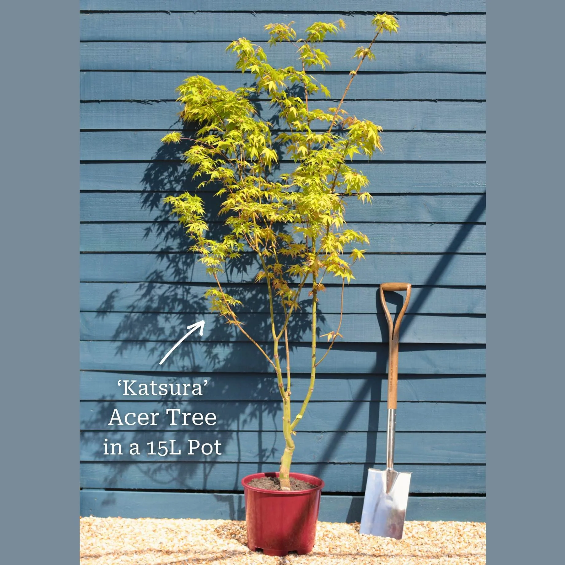 Japanese Maple Tree | Acer palmatum 'Katsura' - Image 10