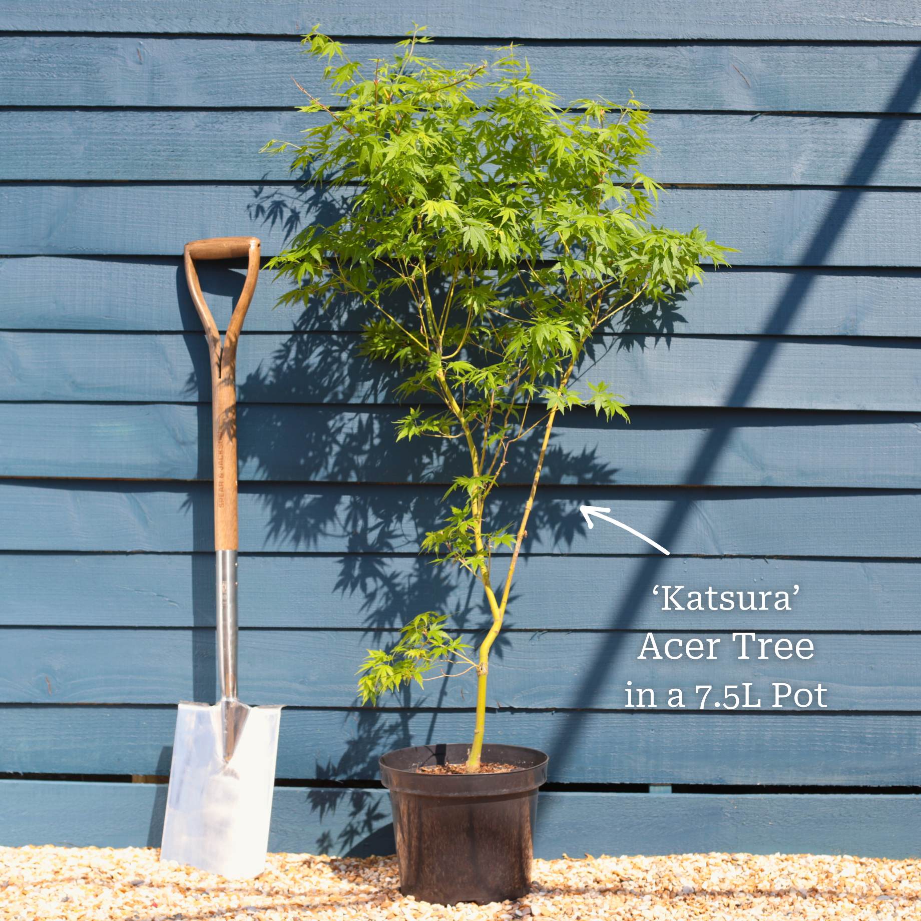 Japanese Maple Tree | Acer palmatum 'Katsura' - Image 11