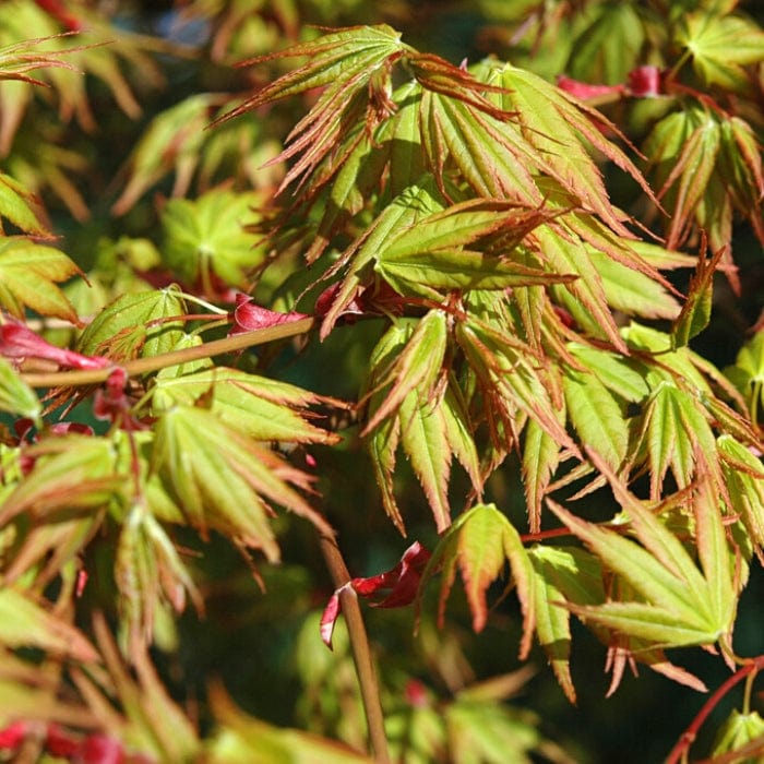 Japanese Maple Tree | Acer palmatum 'Katsura' - Image 5