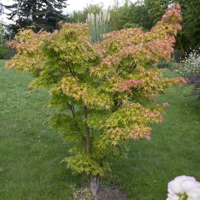 Japanese Maple Tree | Acer palmatum 'Orange Dream'