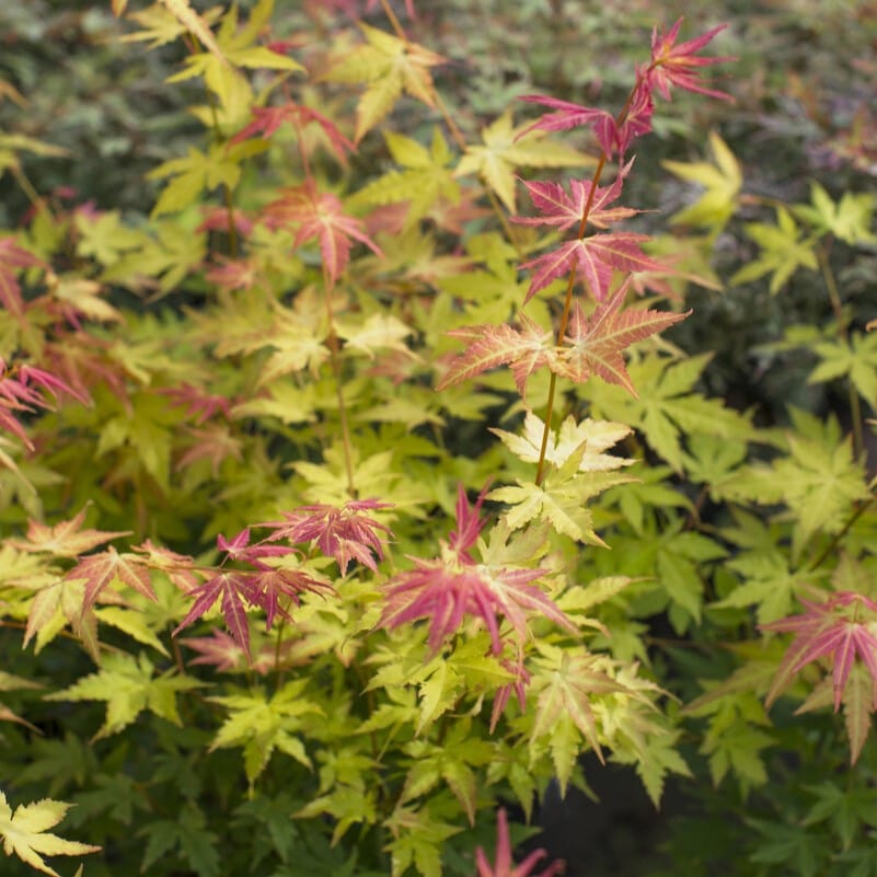 Japanese Maple Tree | Acer palmatum 'Orange Dream' - Image 2
