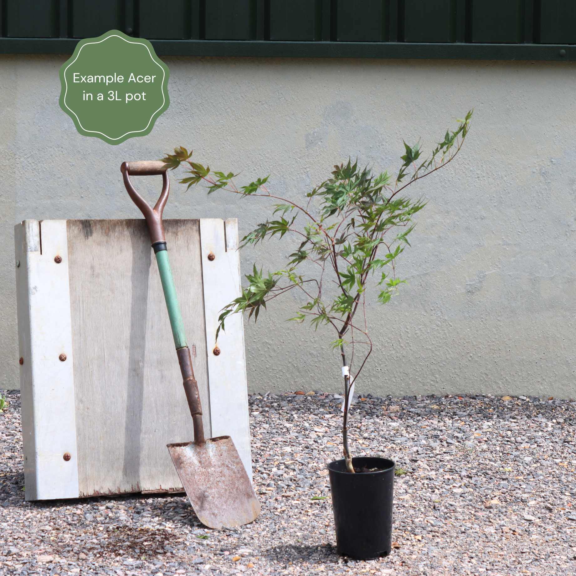 Japanese Maple Tree | Acer palmatum 'Orange Dream' - Image 3