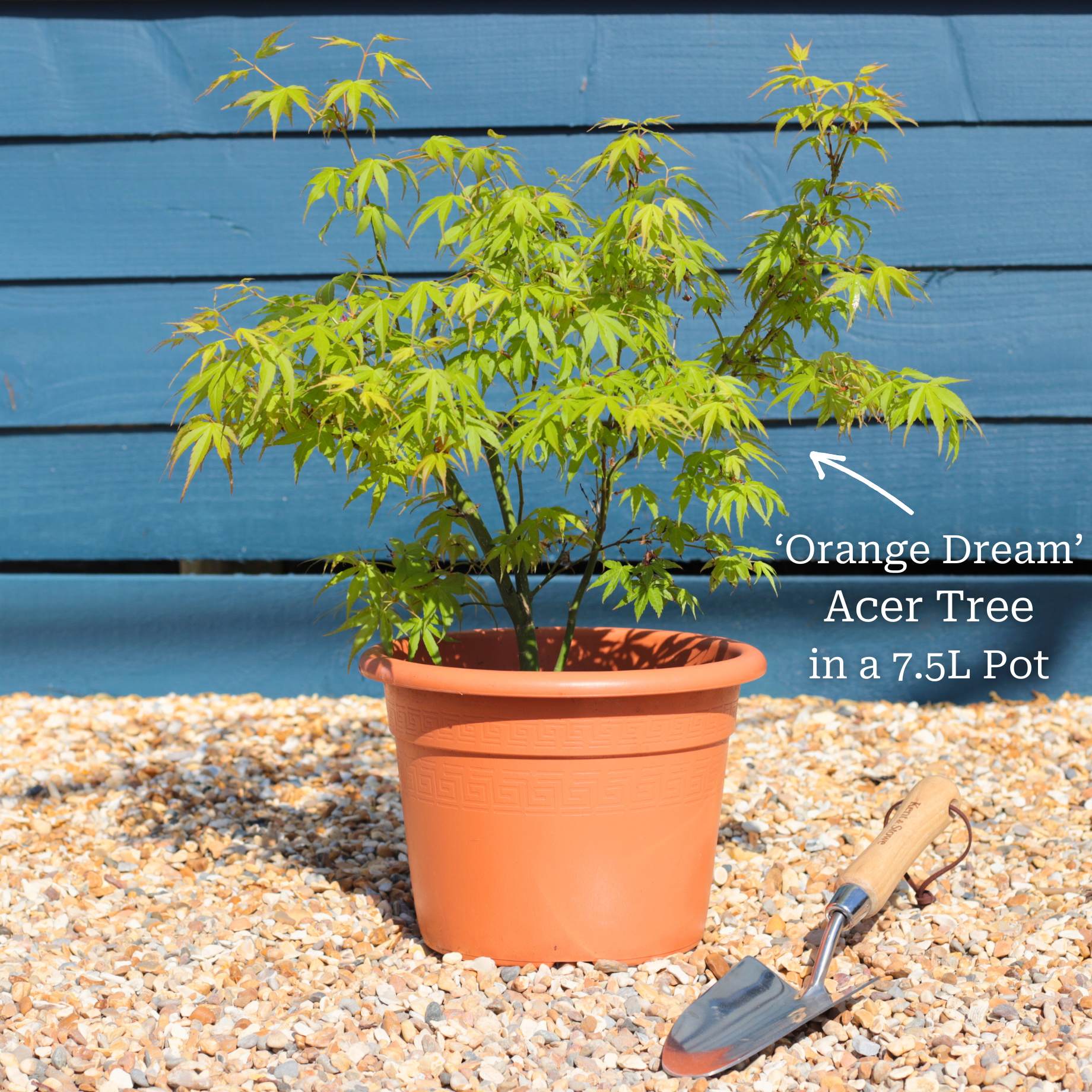 Japanese Maple Tree | Acer palmatum 'Orange Dream' - Image 5