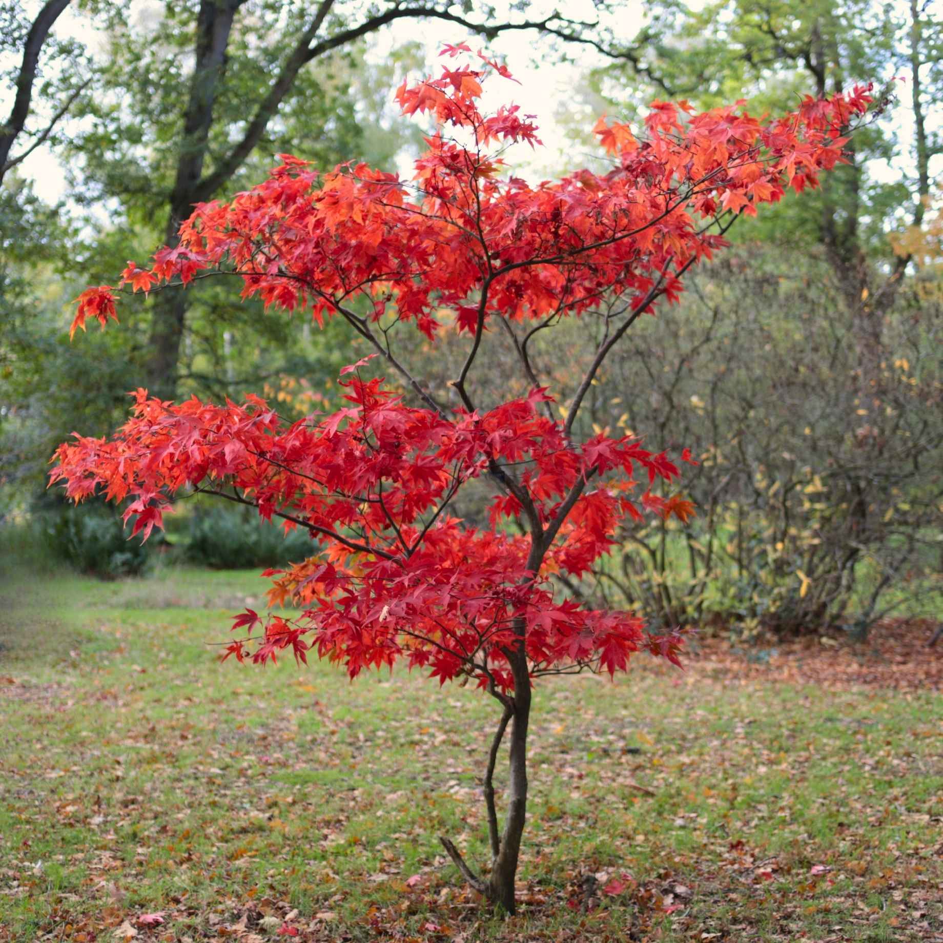 Japanese Maple Tree | Acer palmatum 'Osakazuki'