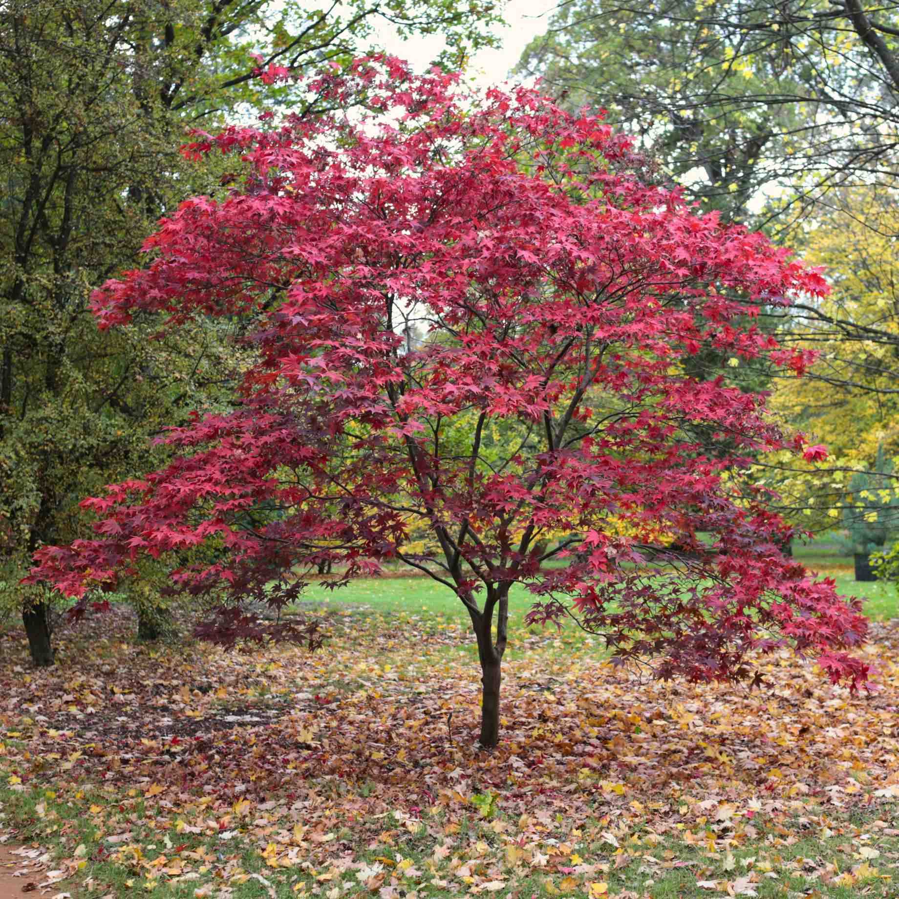 Japanese Maple Tree | Acer palmatum 'Osakazuki' - Image 10