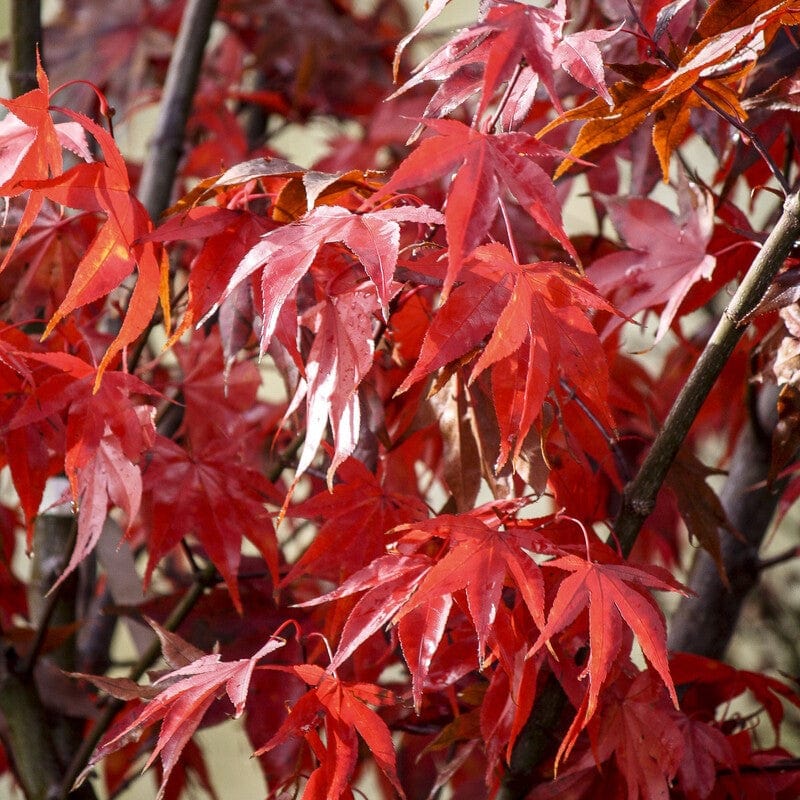 Japanese Maple Tree | Acer palmatum 'Osakazuki' - Image 11