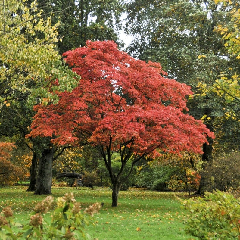 Japanese Maple Tree | Acer palmatum 'Osakazuki' - Image 2