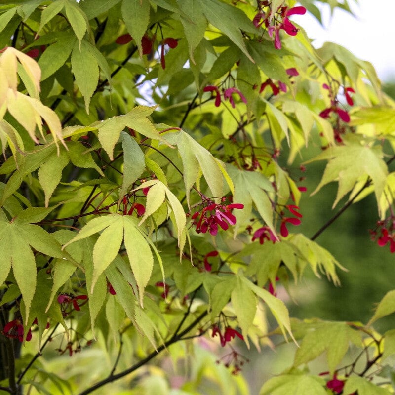 Japanese Maple Tree | Acer palmatum 'Osakazuki' - Image 3