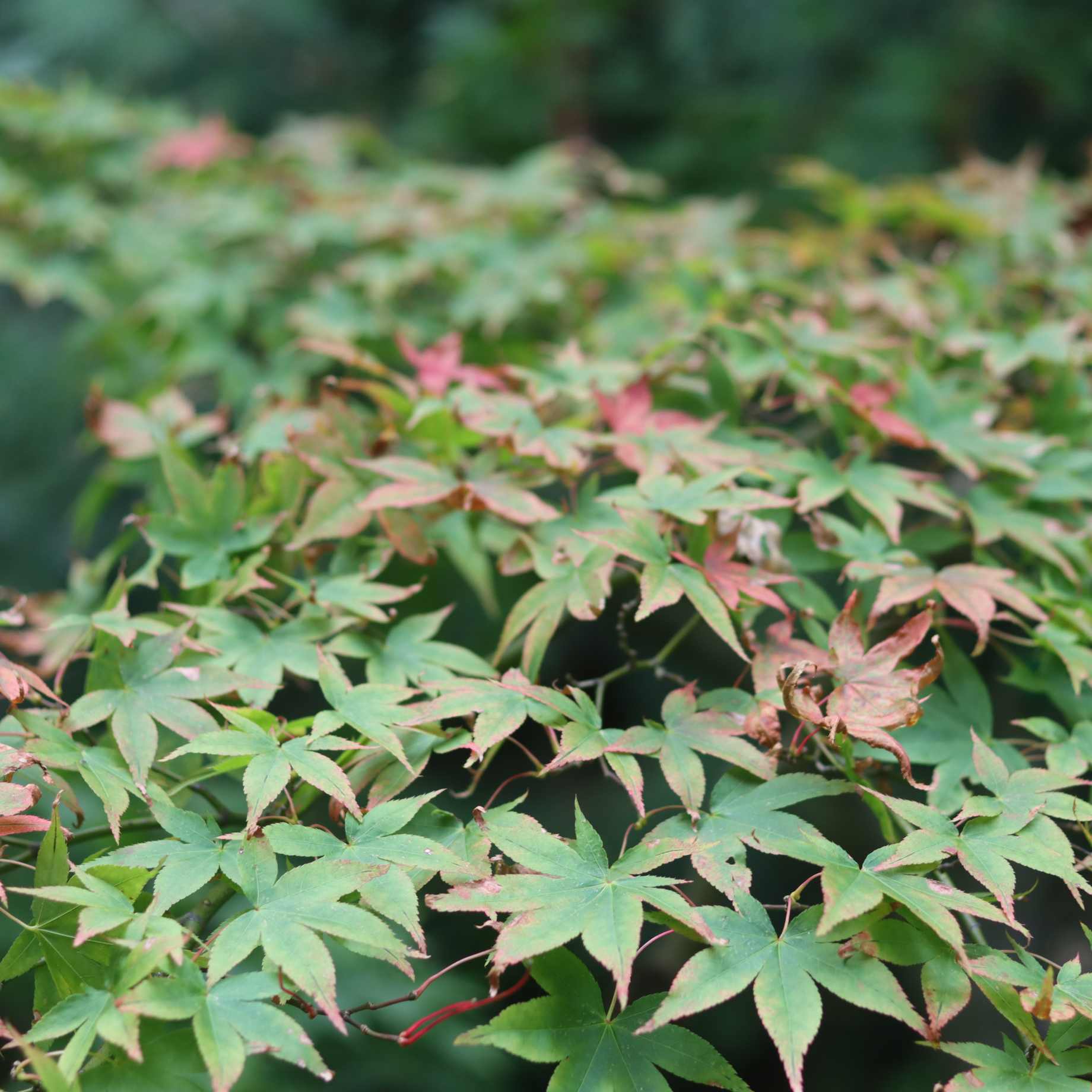 Japanese Maple Tree | Acer palmatum 'Osakazuki' - Image 4