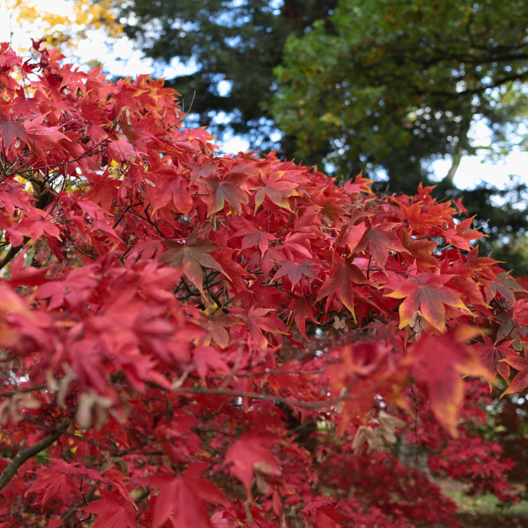 Japanese Maple Tree | Acer palmatum 'Osakazuki' - Image 5