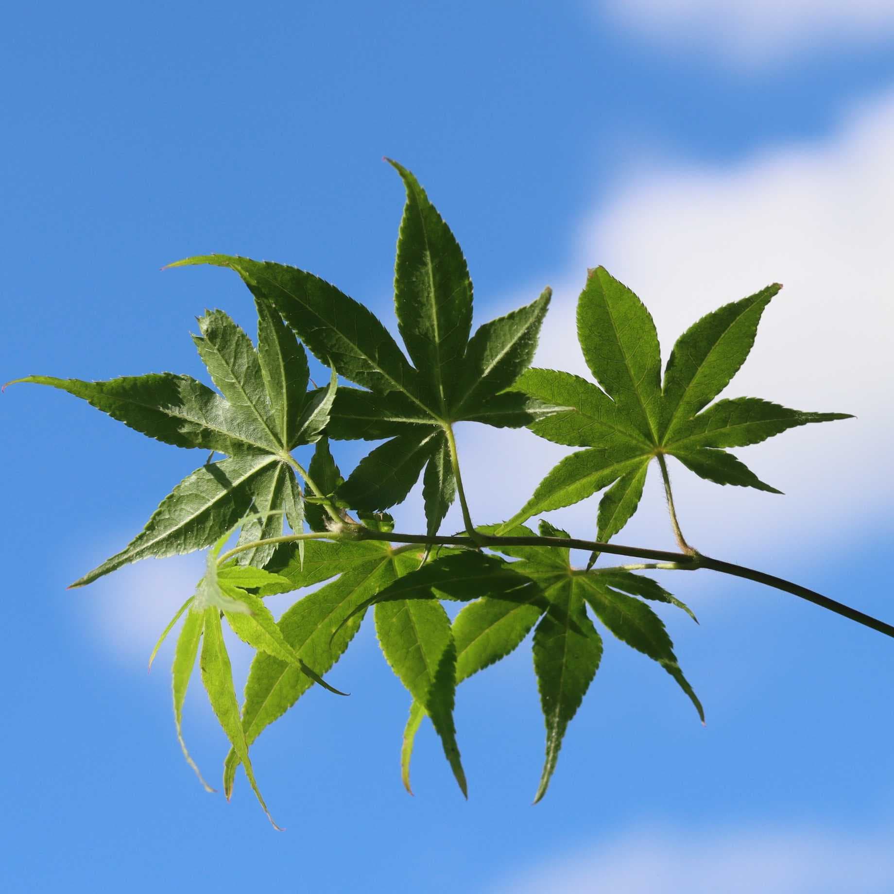 Japanese Maple Tree | Acer palmatum 'Osakazuki' - Image 7