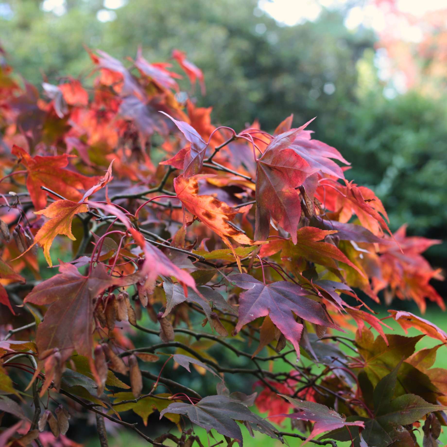 Japanese Maple Tree | Acer palmatum 'Osakazuki' - Image 8