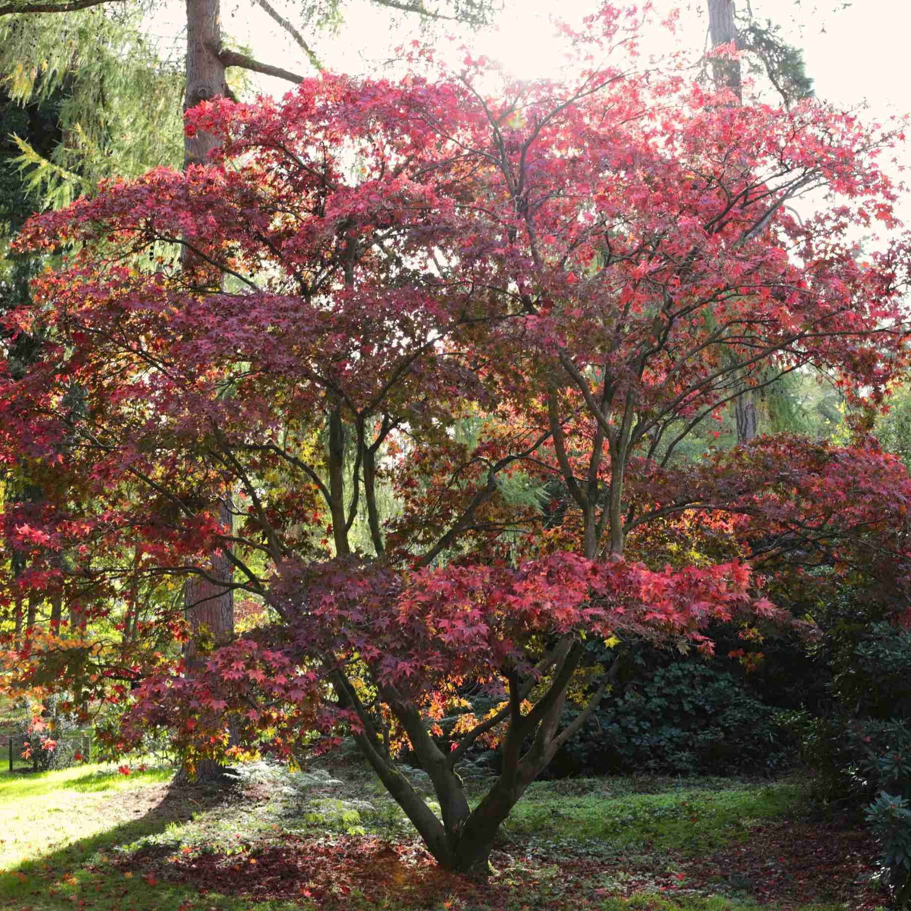 Japanese Maple Tree | Acer palmatum 'Osakazuki' - Image 9