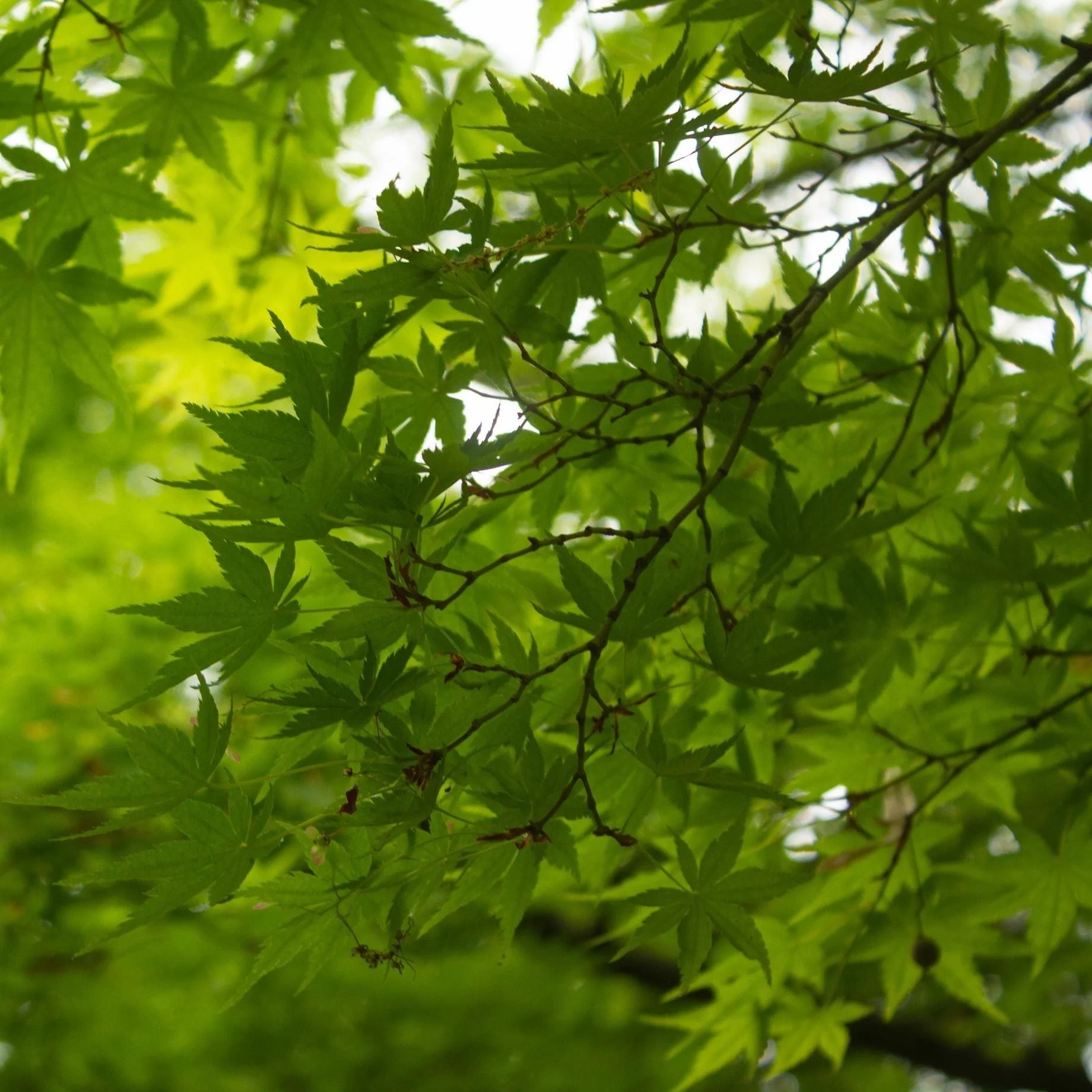 Japanese Maple Tree | Acer palmatum 'Shidava Gold'
