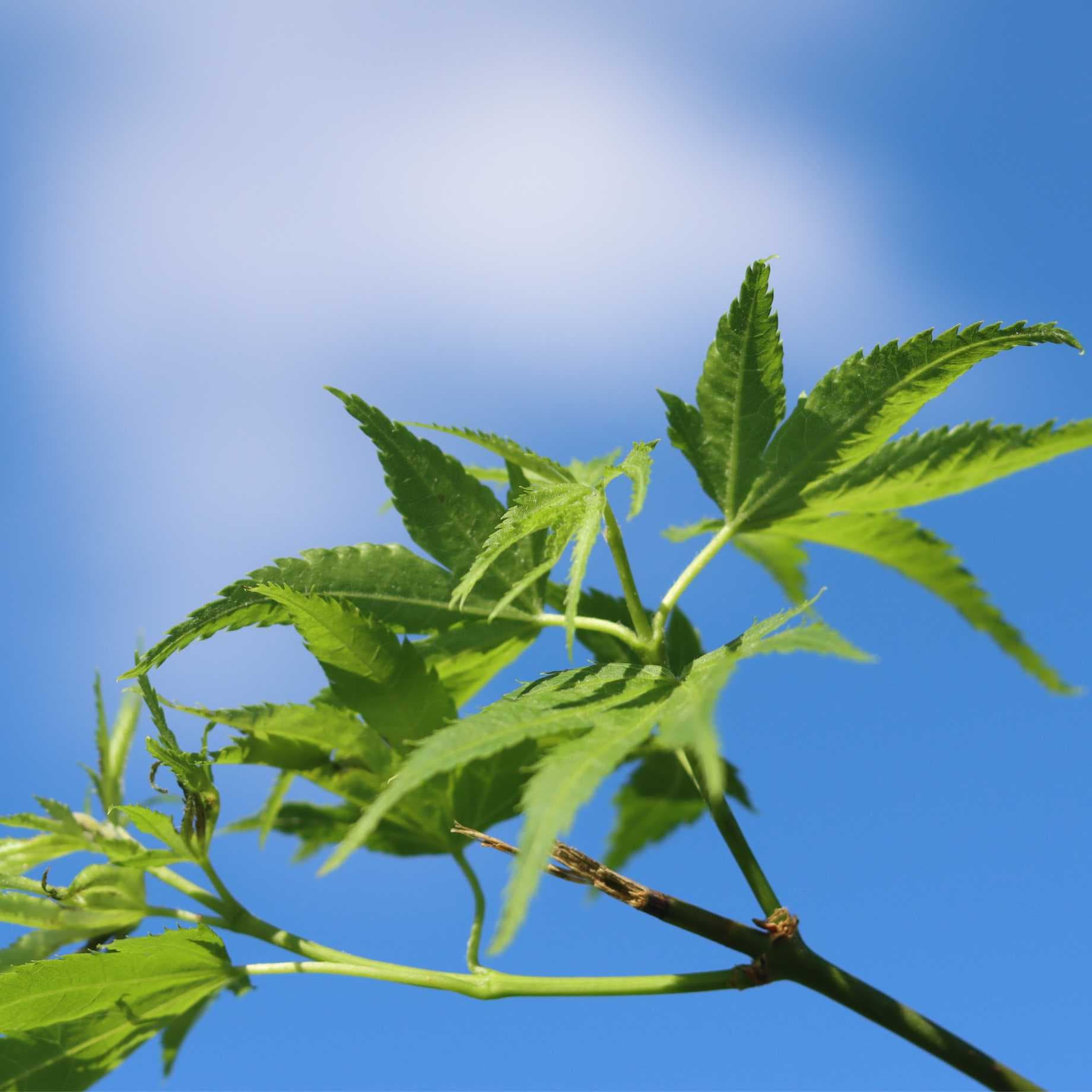 Japanese Maple Tree | Acer palmatum 'Shidava Gold' - Image 2