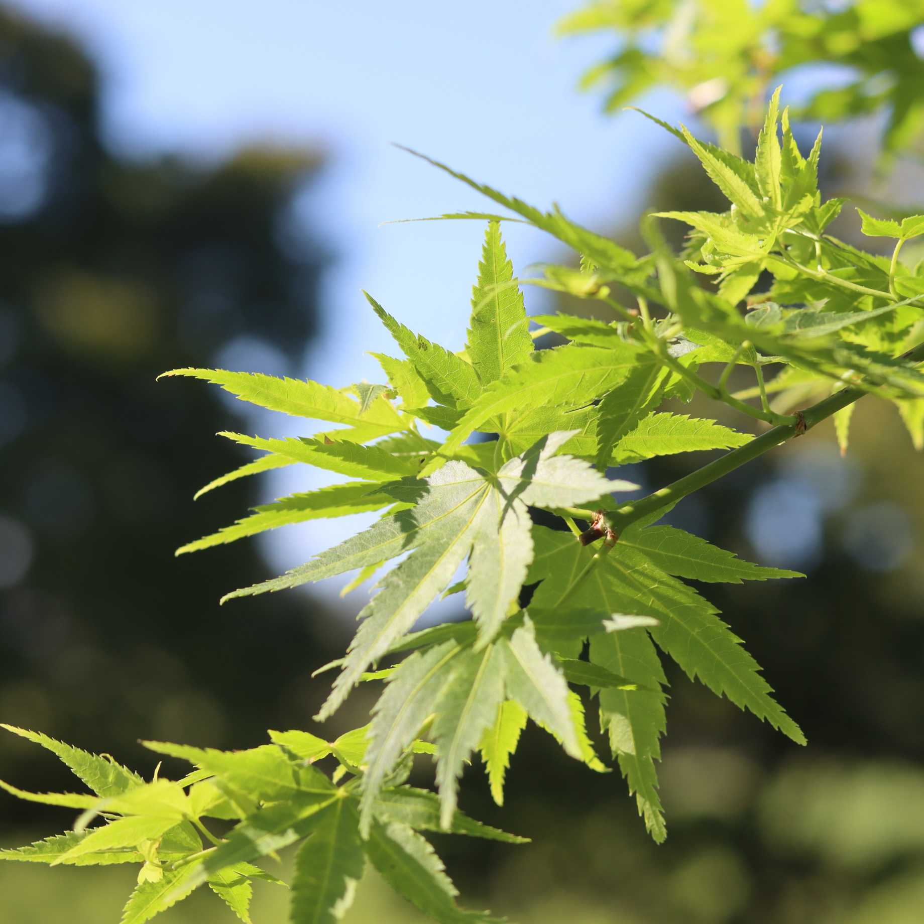 Japanese Maple Tree | Acer palmatum 'Shidava Gold' - Image 3