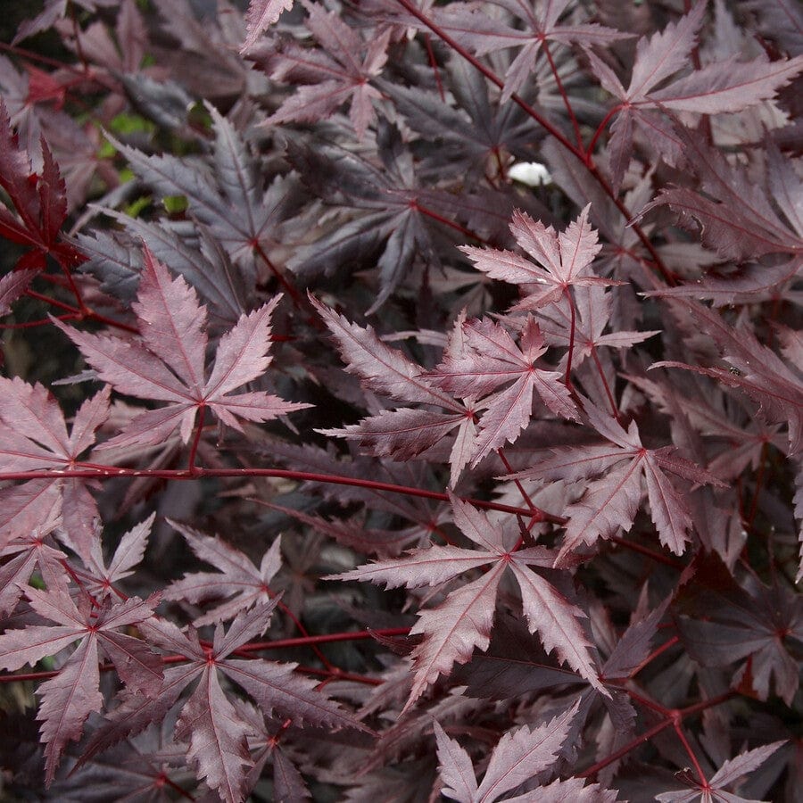 Japanese Maple Tree | Acer palmatum 'Trompenburg' - Image 2