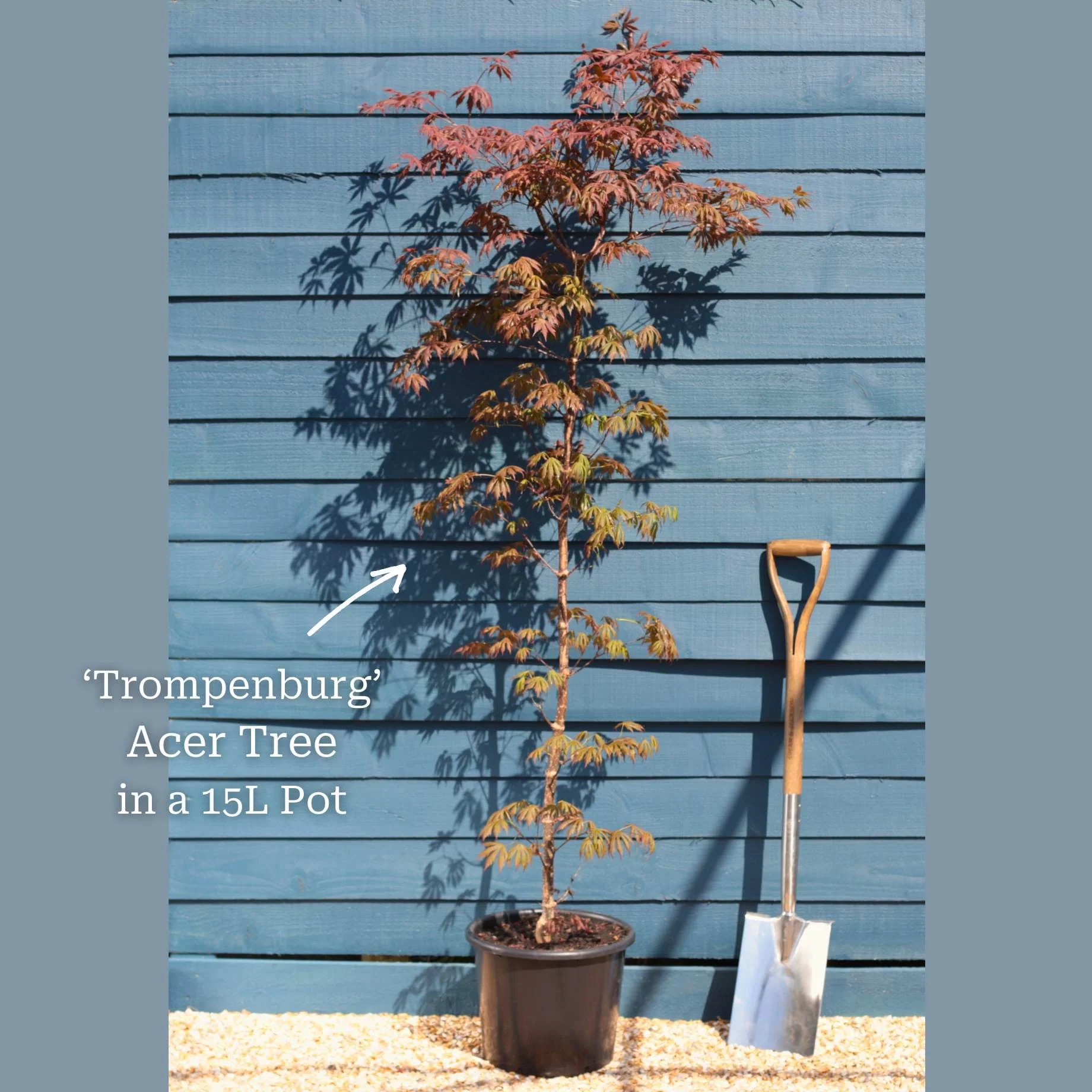 Japanese Maple Tree | Acer palmatum 'Trompenburg' - Image 3
