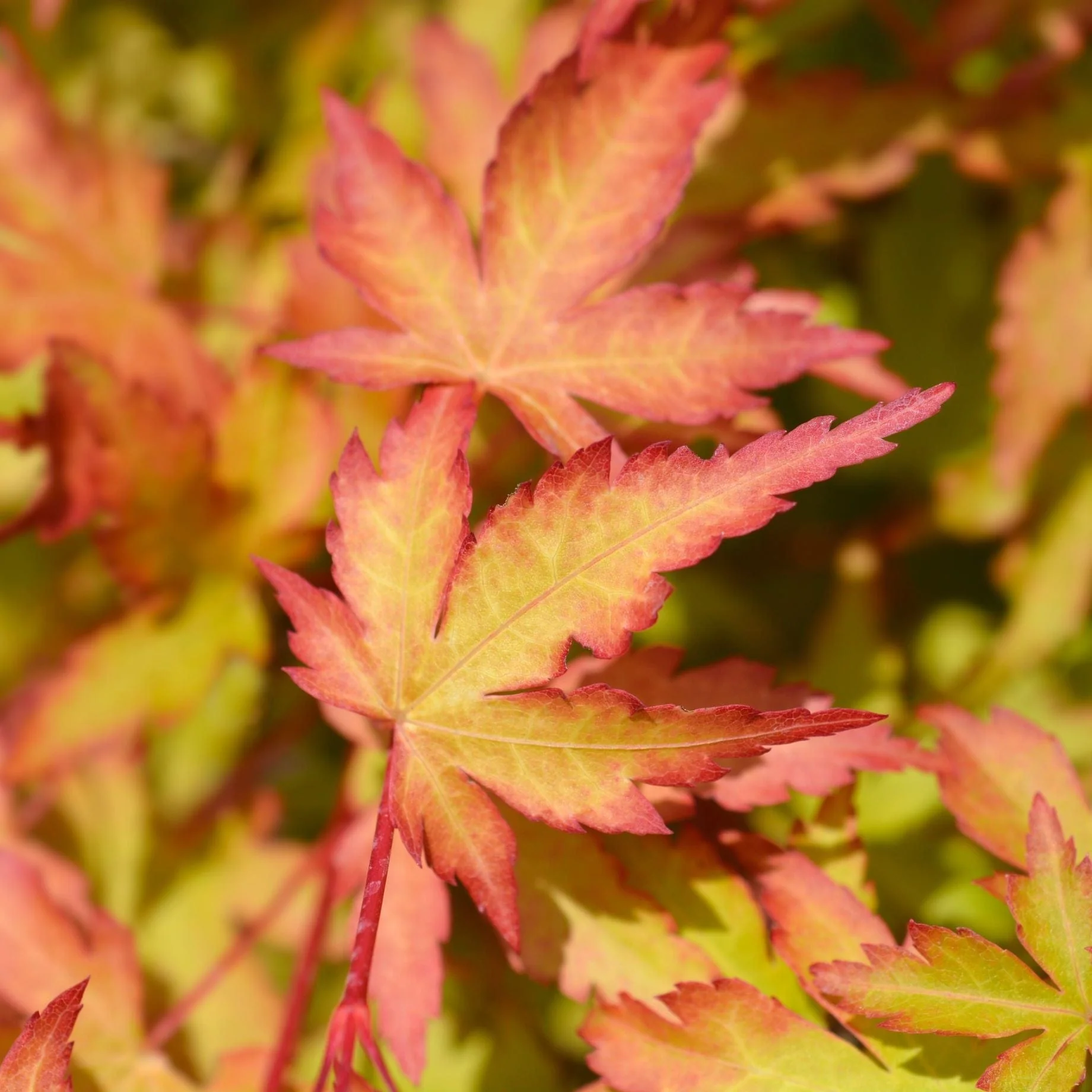 Japanese Maple Tree | Acer palmatum 'Ueno Yama'