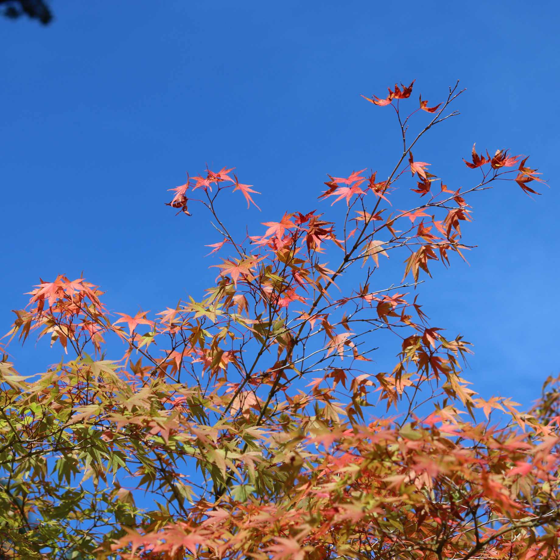 Japanese Maple Tree | Acer palmatum 'Ueno Yama' - Image 2