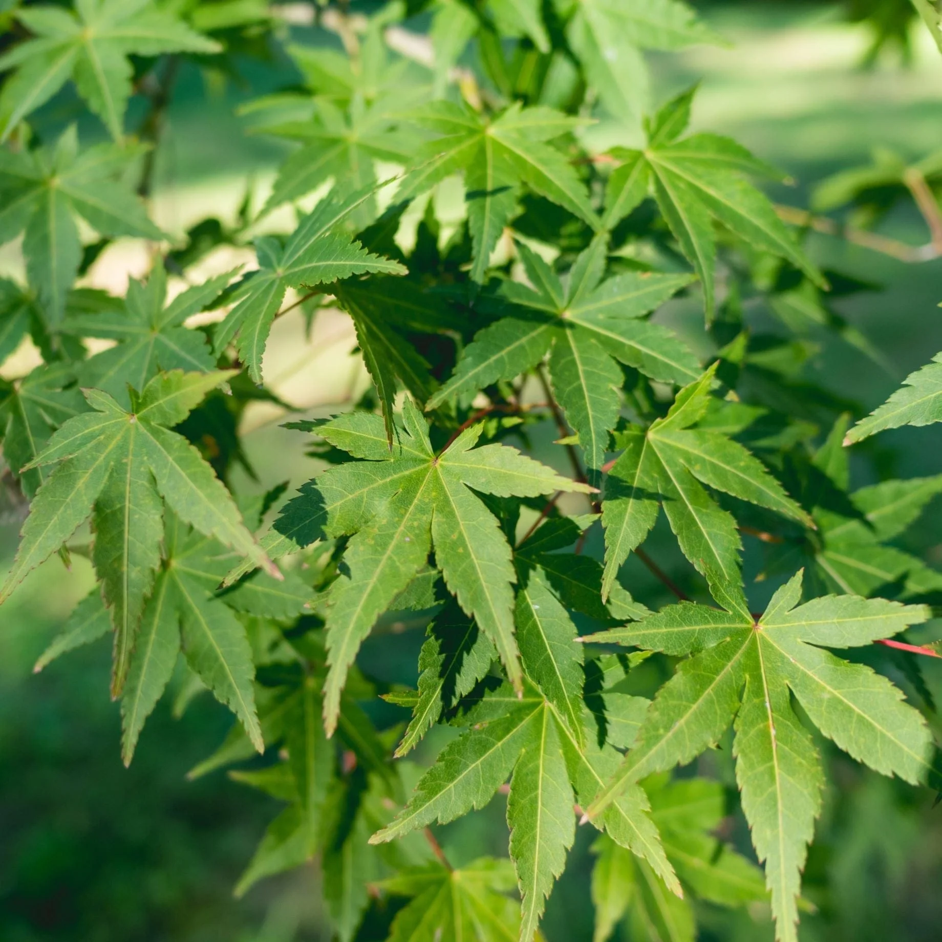 Japanese Maple Tree | Acer palmatum 'Ueno Yama' - Image 3