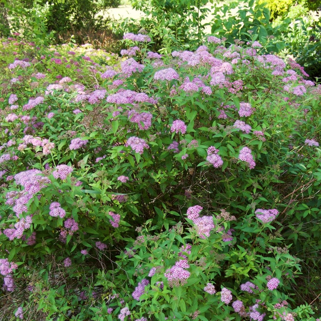 Japanese Meadowsweet Hedging | Spiraea japonica 'Froebelii' - Image 2
