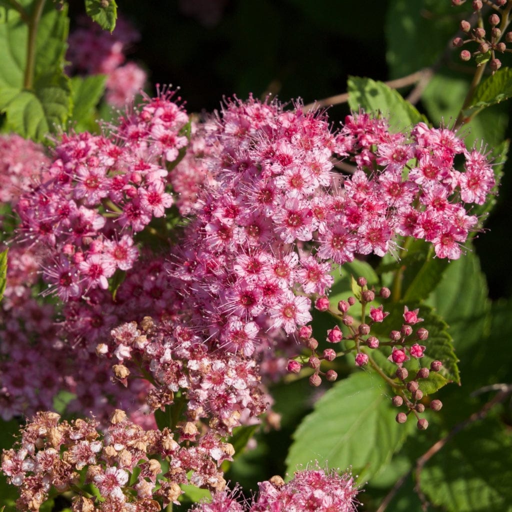 Japanese Meadowsweet Hedging | Spiraea japonica 'Froebelii' - Image 3