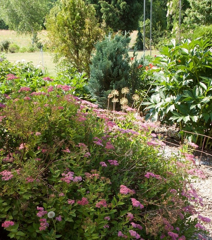 Japanese Meadowsweet Hedging | Spiraea japonica 'Froebelii' - Image 4