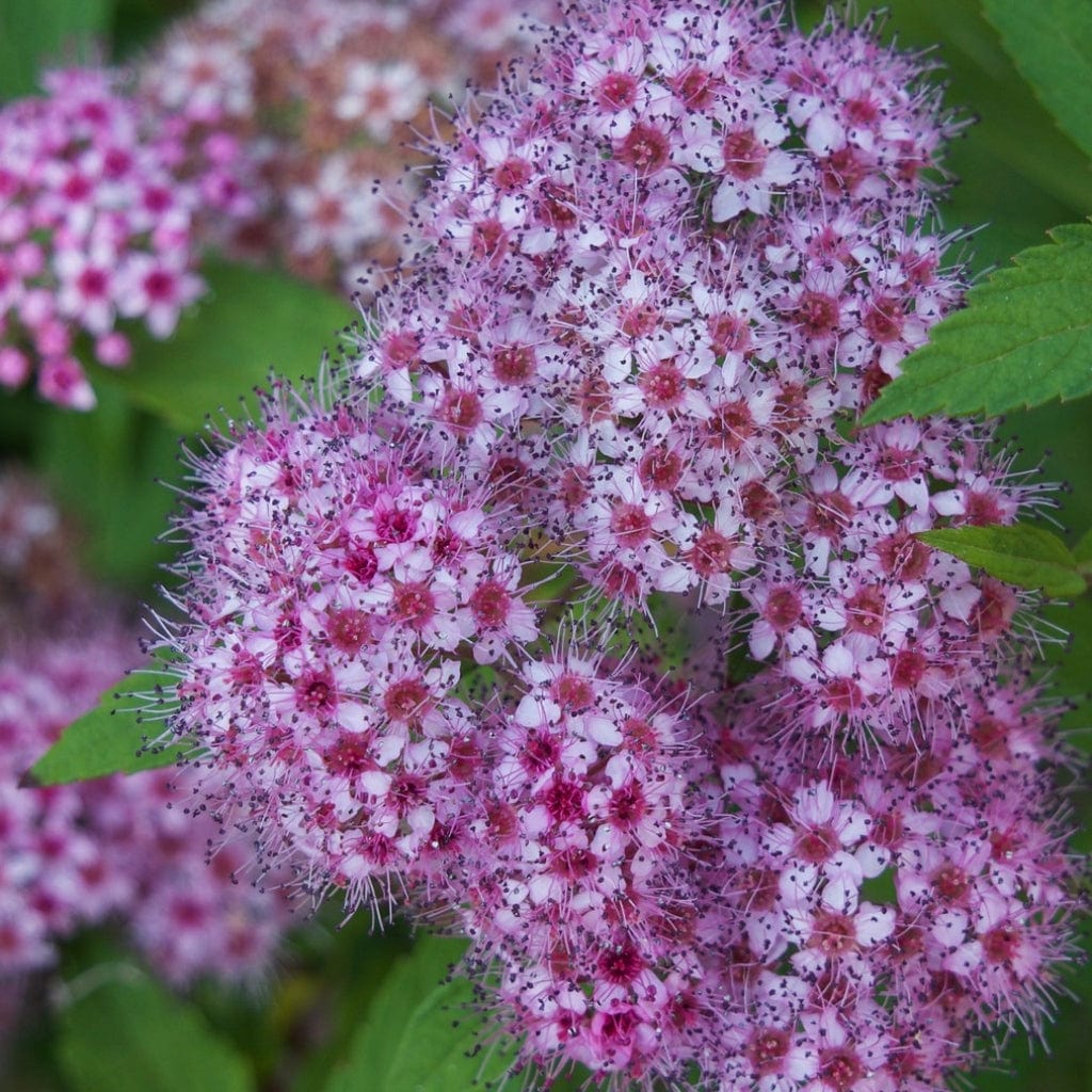 Japanese Meadowsweet Hedging | Spiraea japonica 'Froebelii' - Image 5