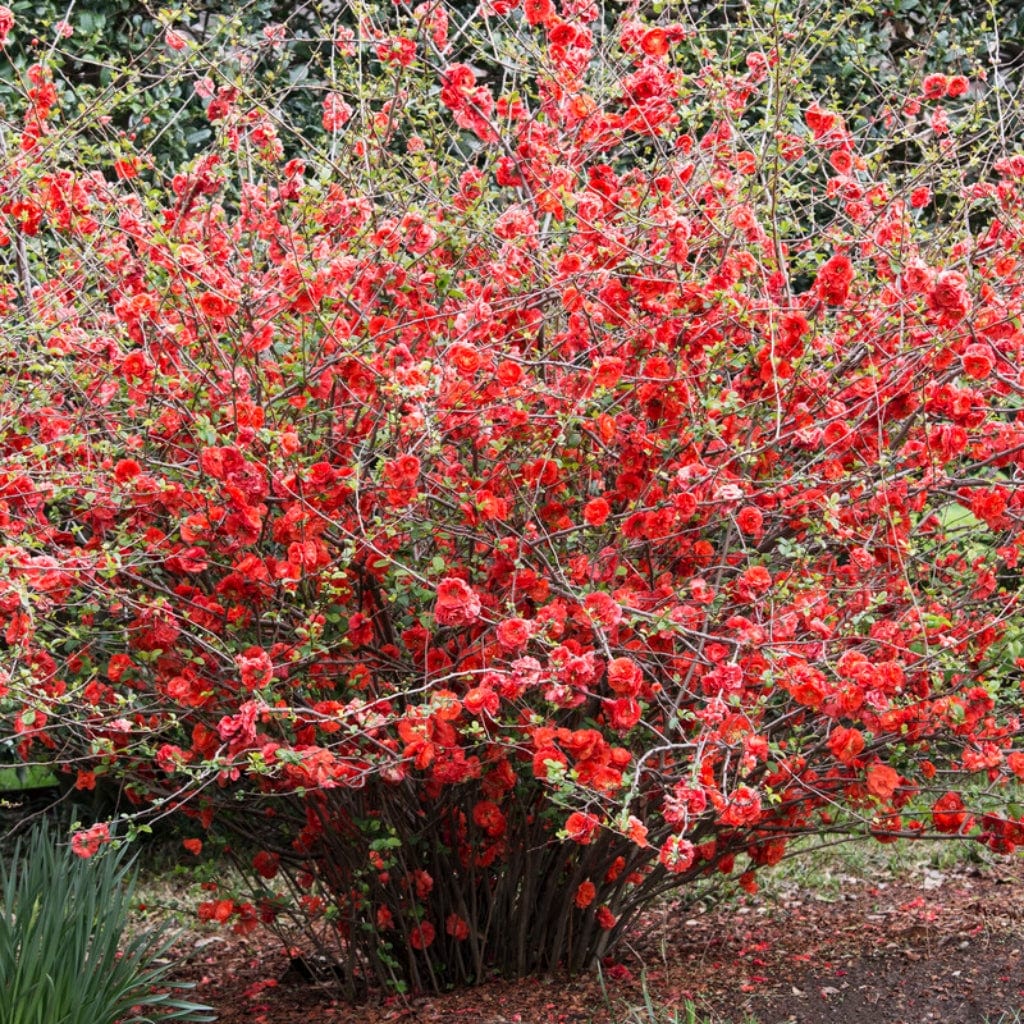 Japanese Quince Hedging | Chaenomeles japonica - Image 2