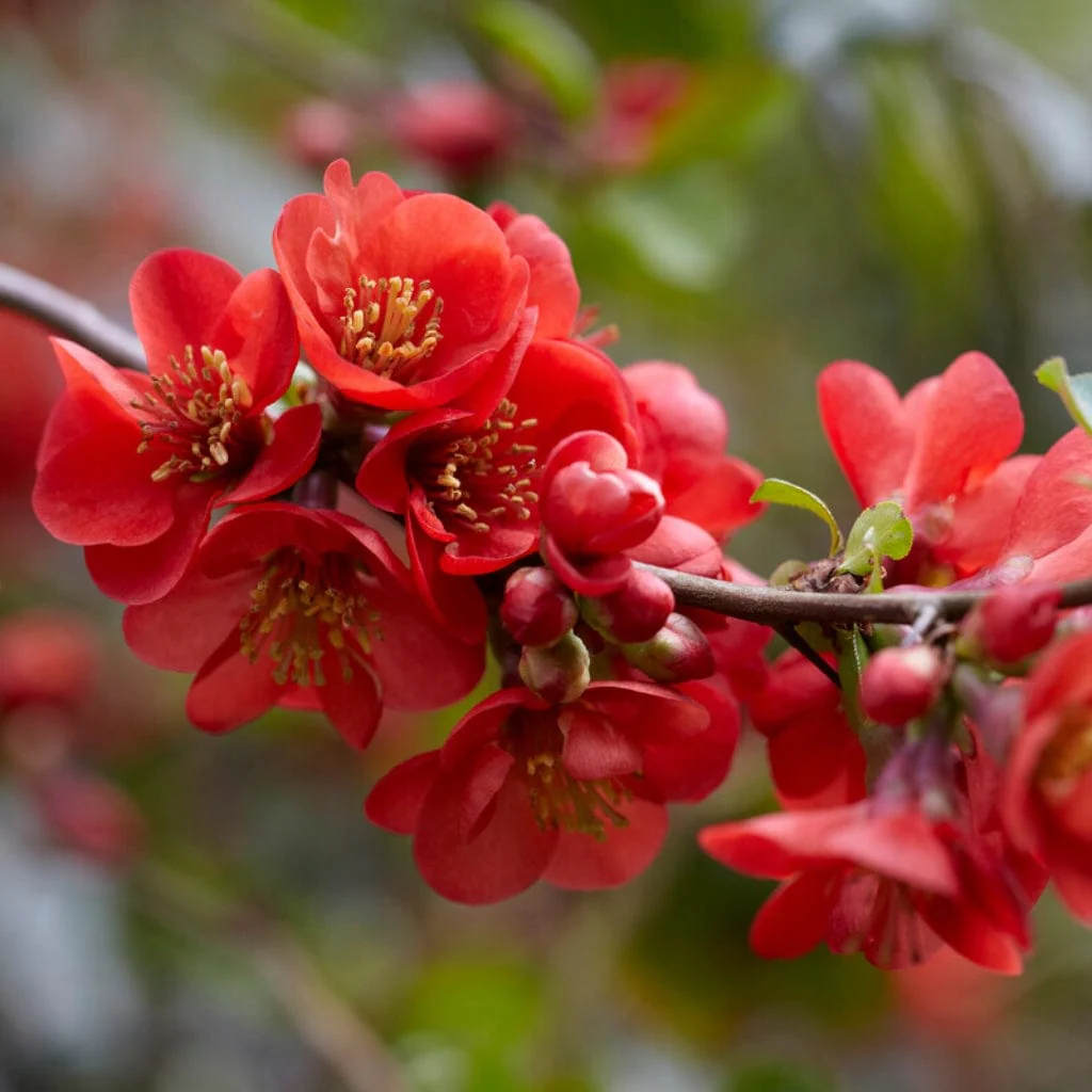 Japanese Quince Hedging | Chaenomeles japonica - Image 3