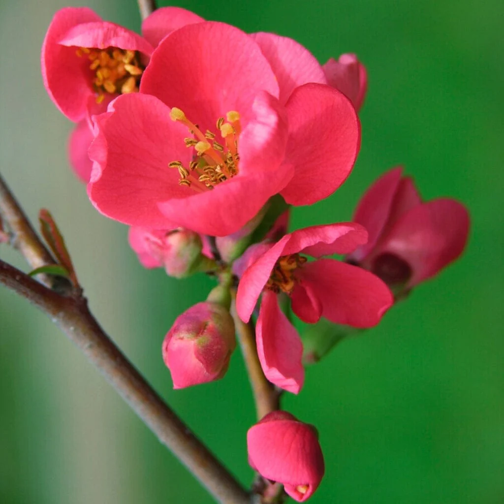 Japanese Quince Hedging | Chaenomeles japonica - Image 4