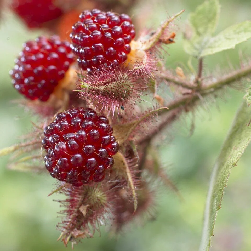 Japanese Wineberry Plant - Image 6