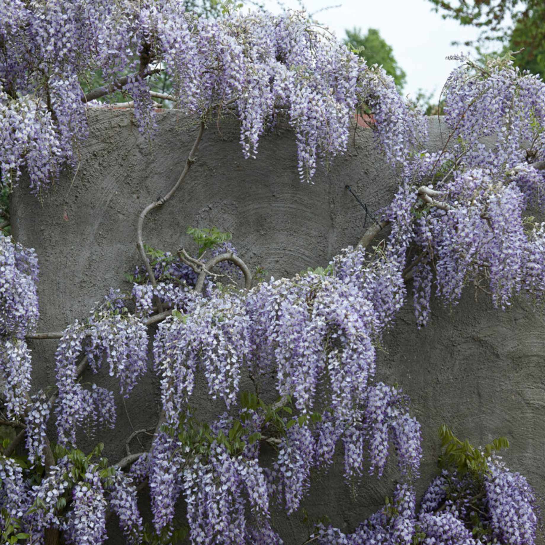 Japanese Wisteria | Wisteria floribunda 'Domino'