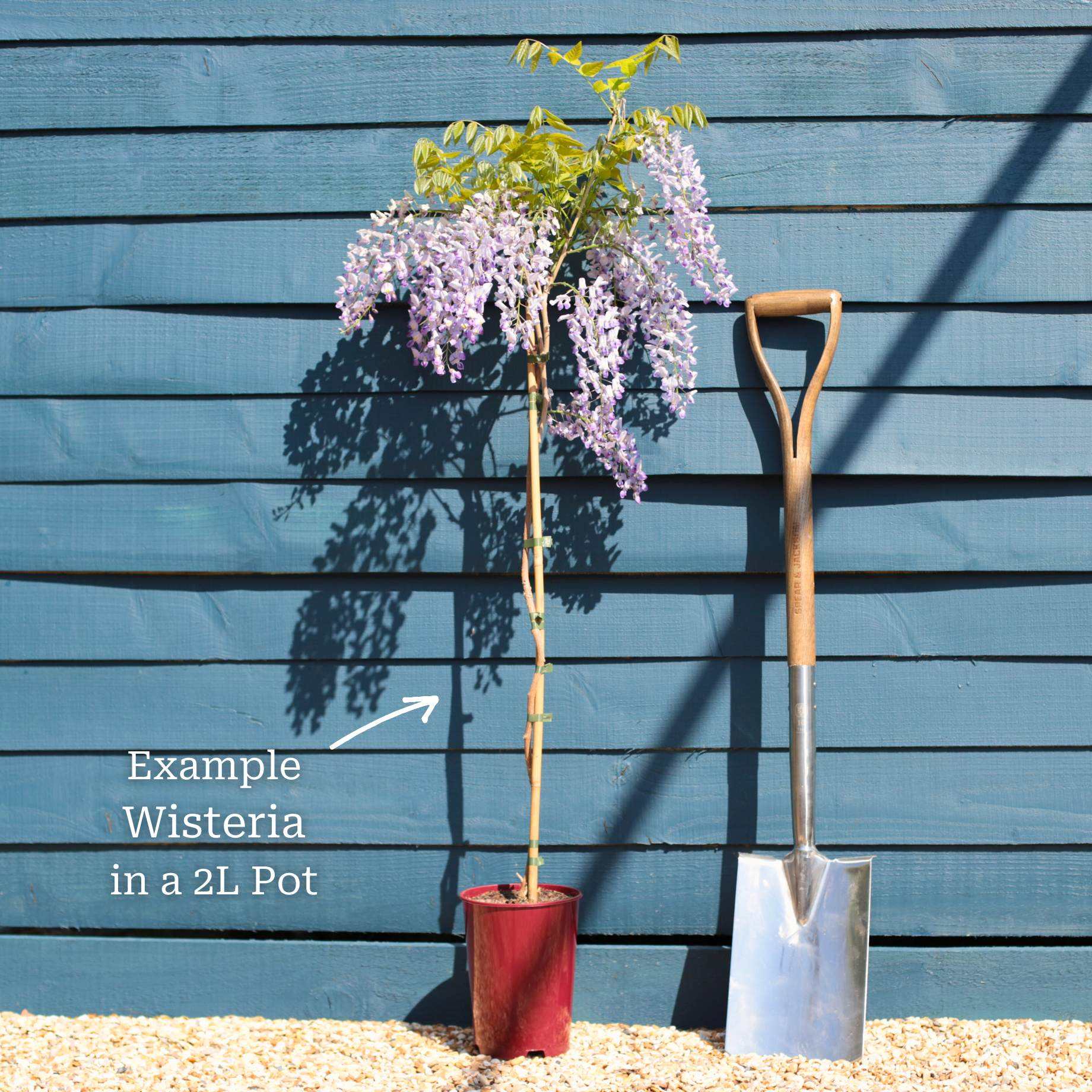 Chinese Wisteria | Wisteria sinensis - Image 2