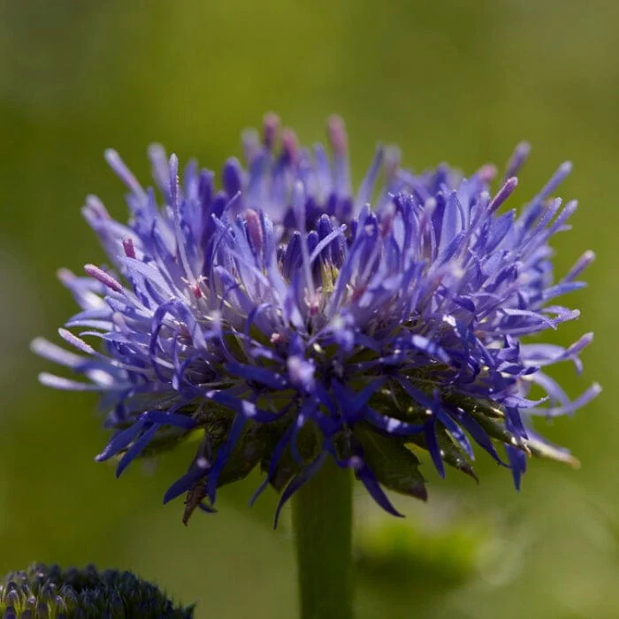 Jasione 'Blue Light' - Image 2