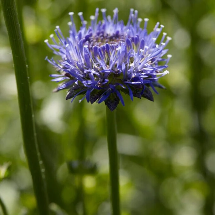 Jasione 'Blue Light' - Image 3