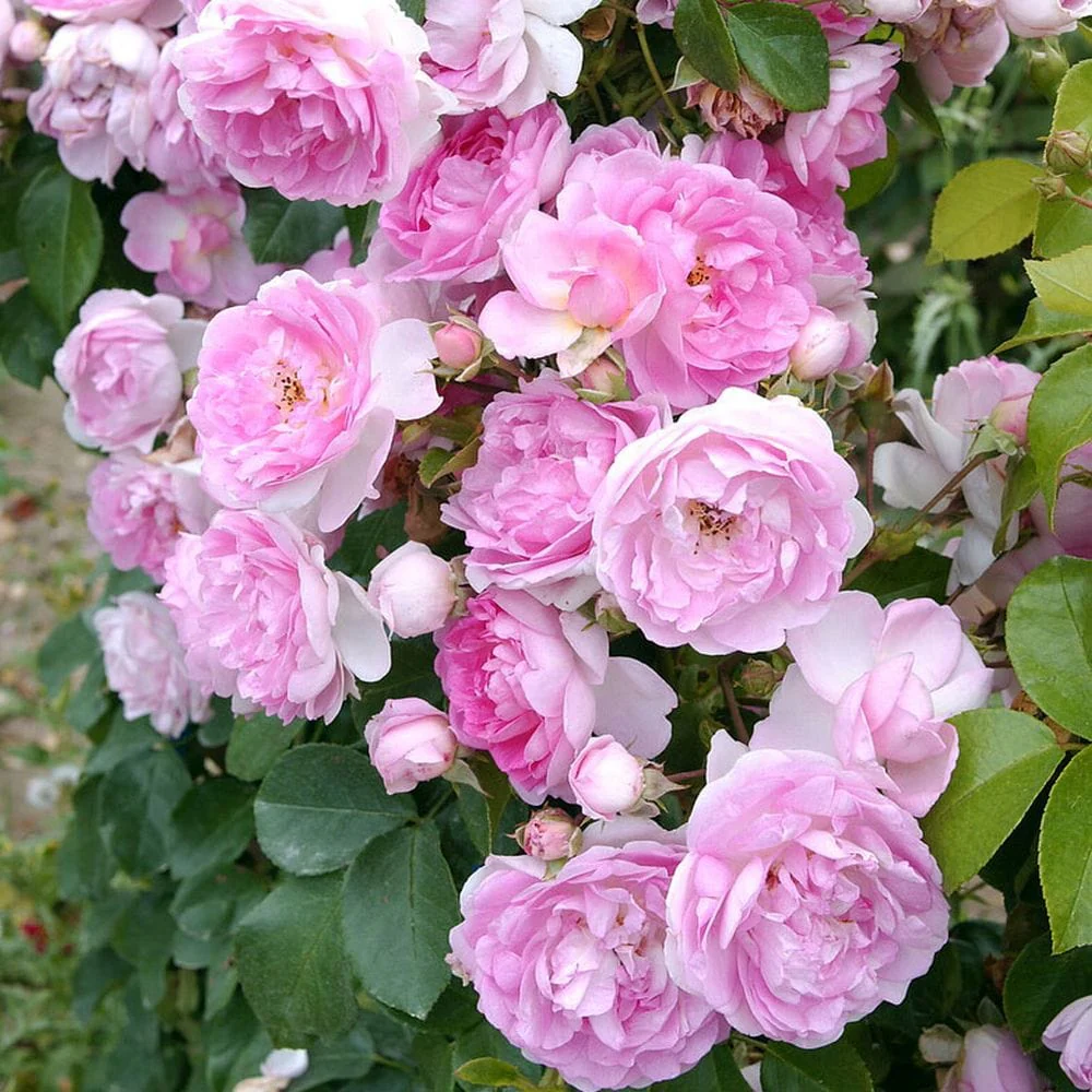 'Jasmina' Climbing Rose - Image 2