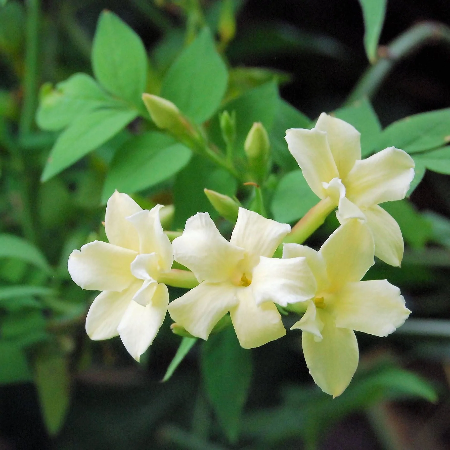 Jasmine 'Clotted Cream' | Jasminum officinale - Image 3