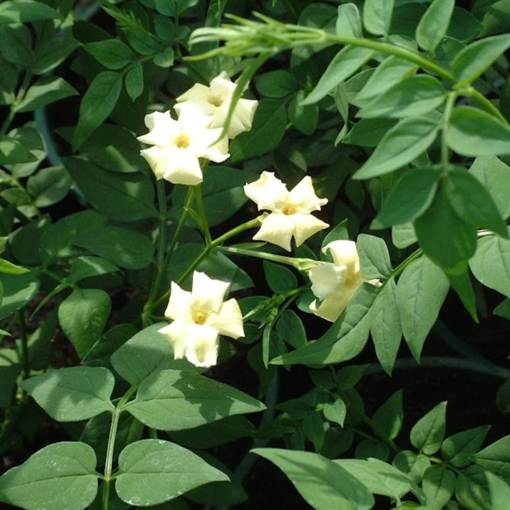 Jasmine 'Clotted Cream' | Jasminum officinale - Image 4