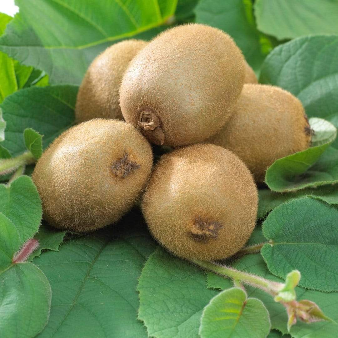 'Jenny' Hardy Kiwi Plant - Image 3