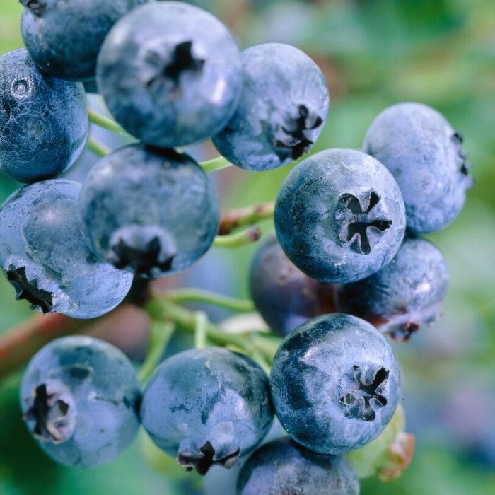 'Jersey' Blueberry Bush