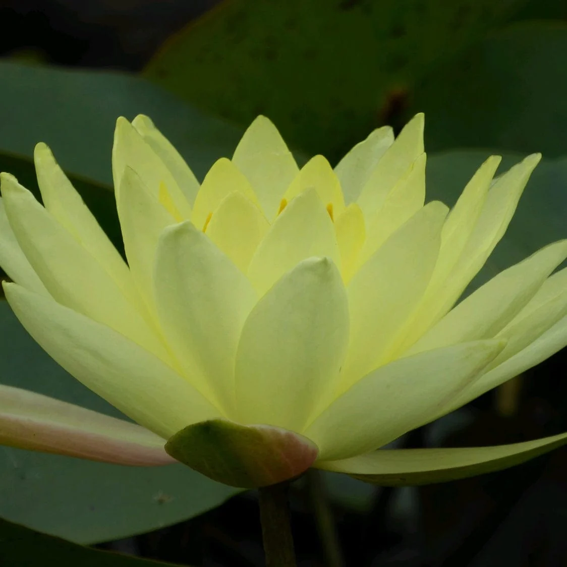 Golden Water Lily | Nymphaea 'Joey Tomocik'