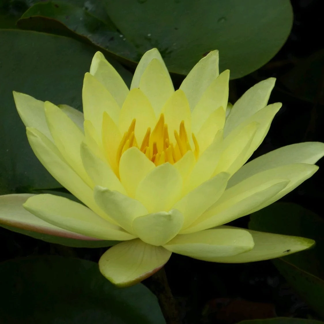 Golden Water Lily | Nymphaea 'Joey Tomocik' - Image 2