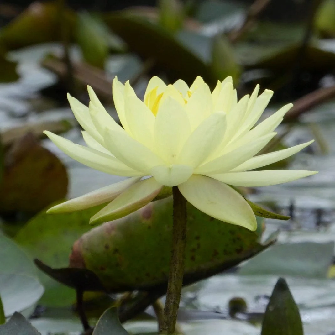 Golden Water Lily | Nymphaea 'Joey Tomocik' - Image 3