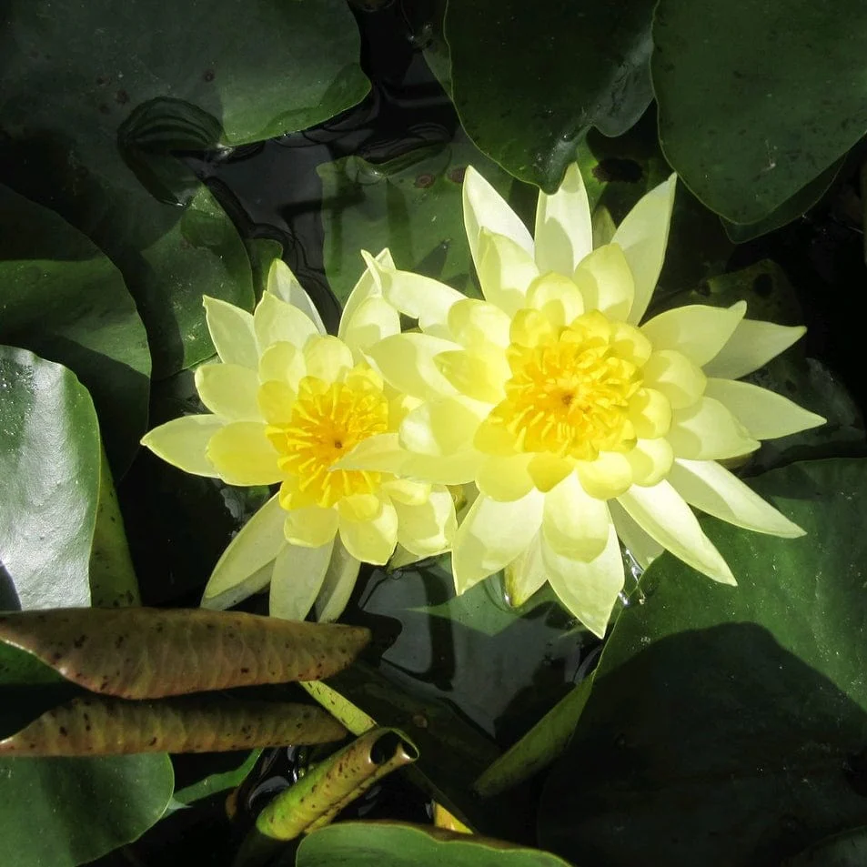 Golden Water Lily | Nymphaea 'Joey Tomocik' - Image 4