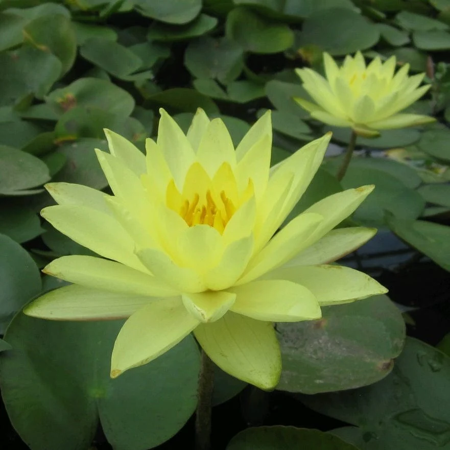 Golden Water Lily | Nymphaea 'Joey Tomocik' - Image 5