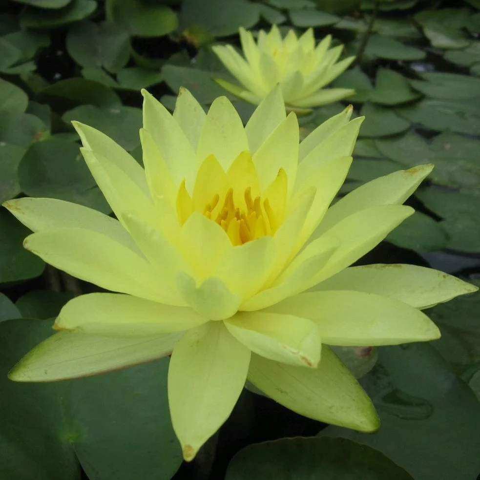 Golden Water Lily | Nymphaea 'Joey Tomocik' - Image 6