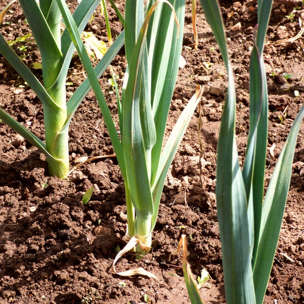 'Jolant' Leek Plants - Image 2